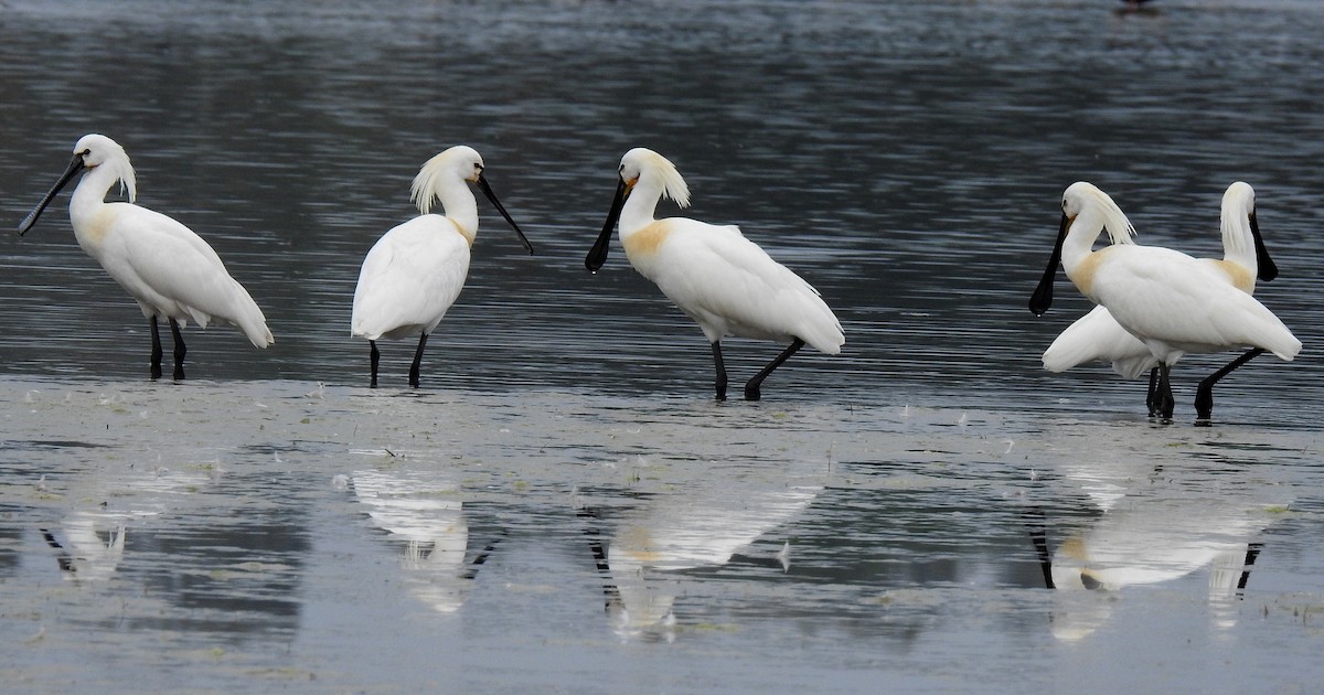 Eurasian Spoonbill - ML622535872