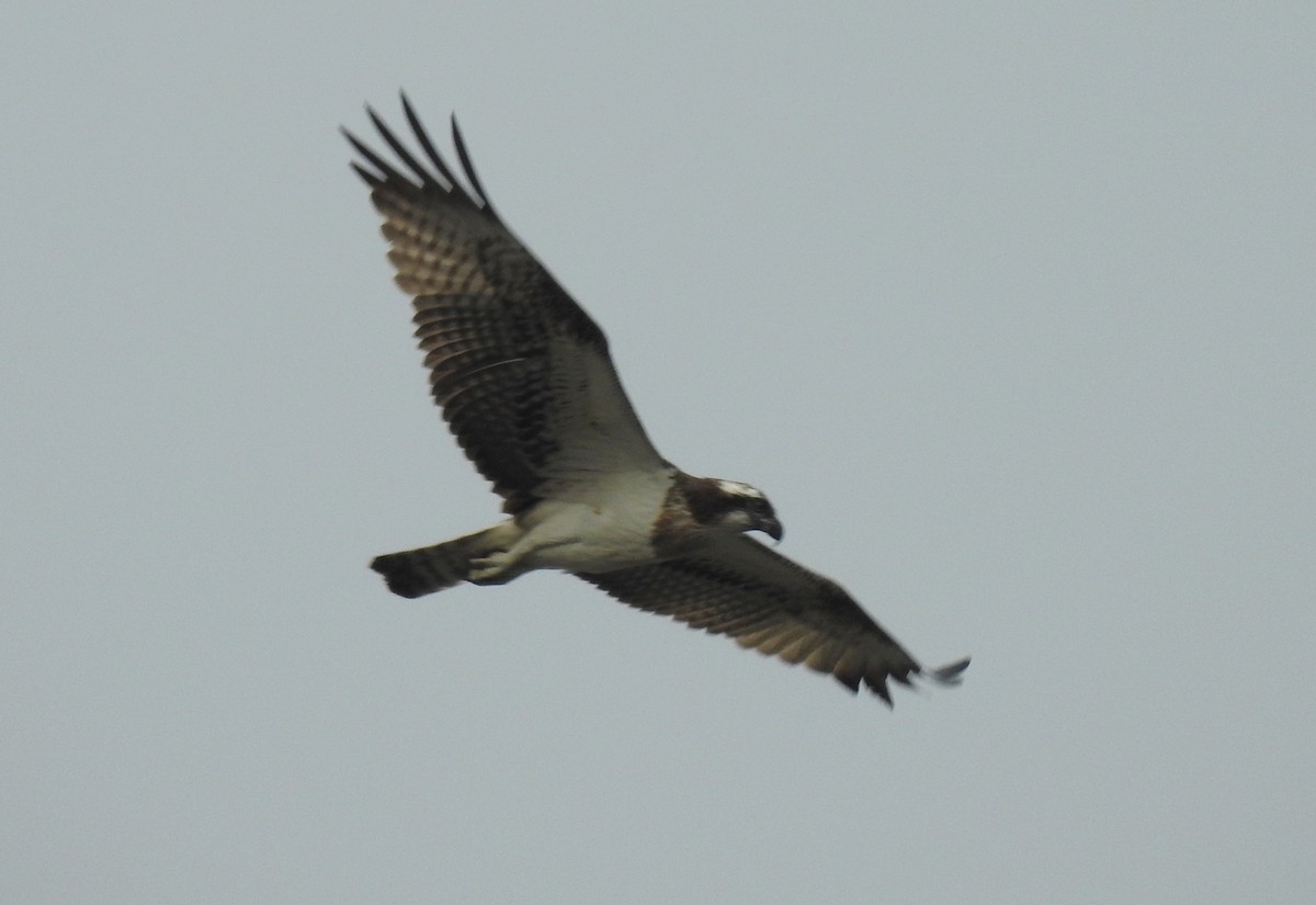 Osprey - ML622535905