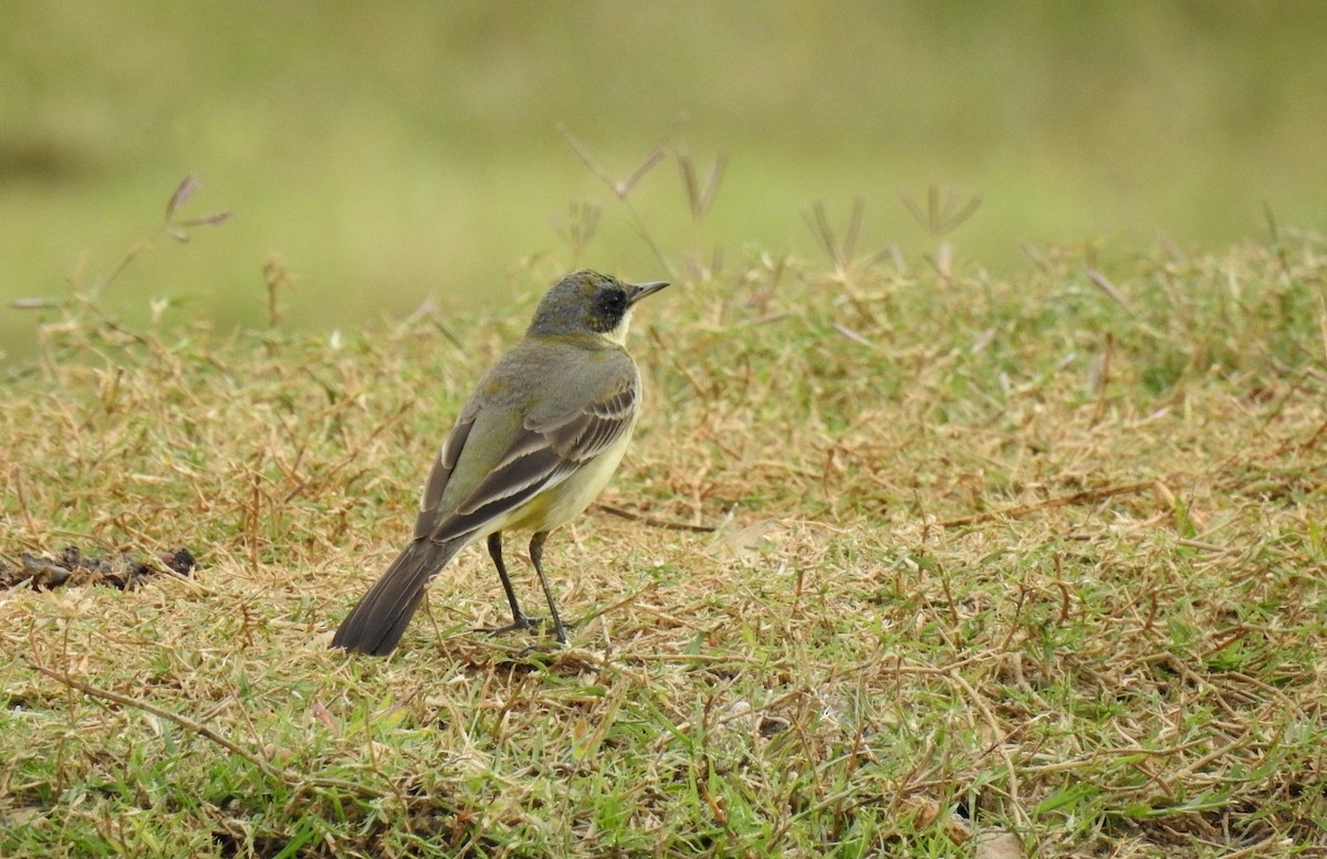 Western Yellow Wagtail - ML622535916