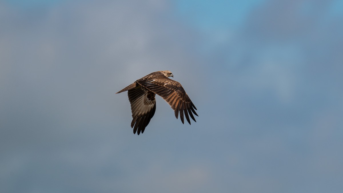 Brahminy Kite - ML622535924