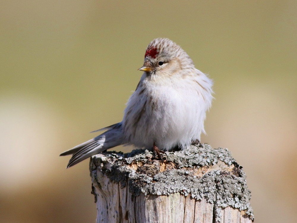 Hoary Redpoll (exilipes) - ML622535925