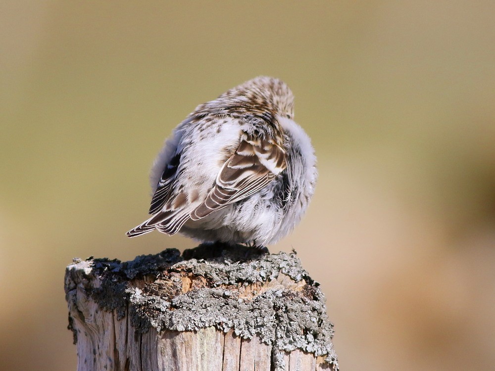 Hoary Redpoll (exilipes) - ML622535926