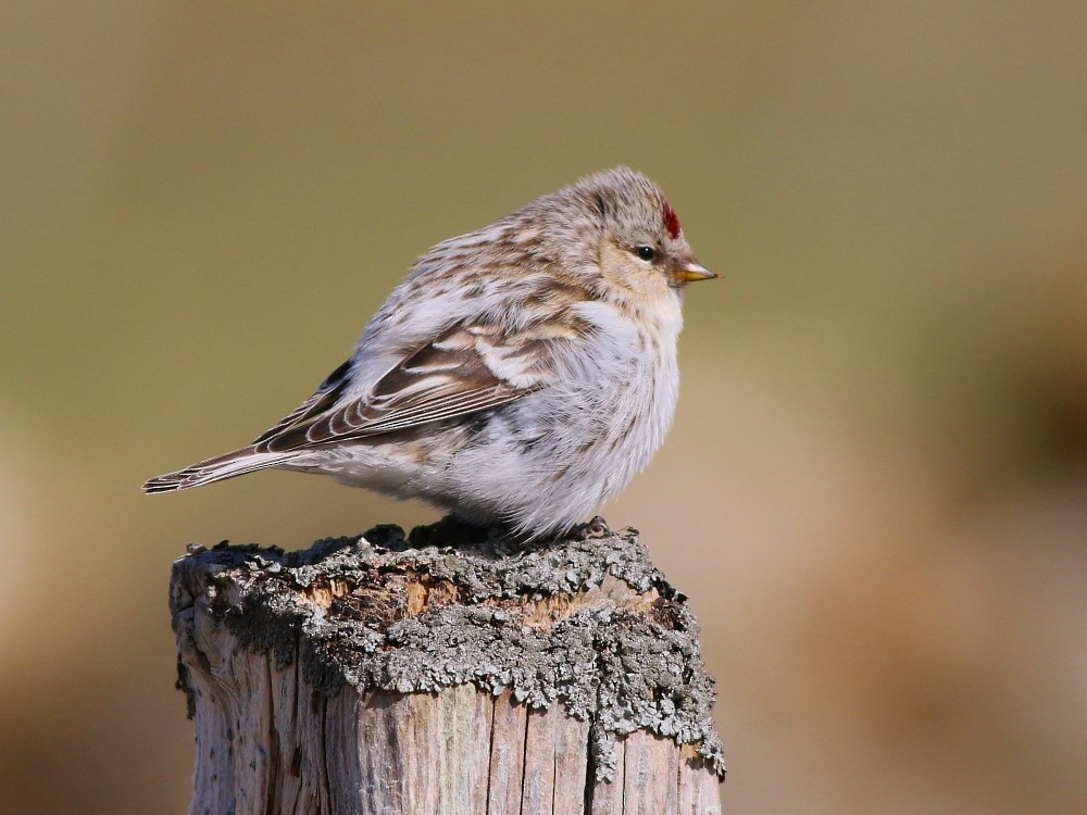 Hoary Redpoll (exilipes) - ML622535927