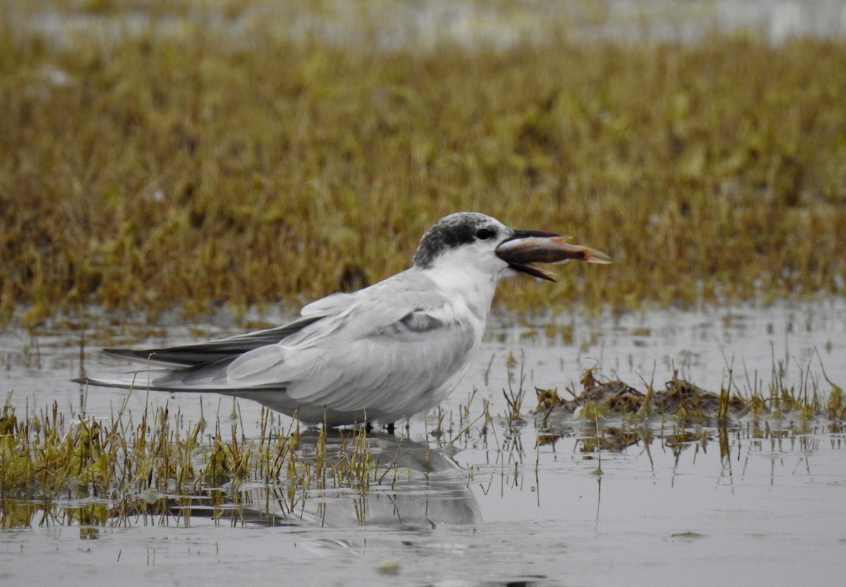 Whiskered Tern - ML622535928