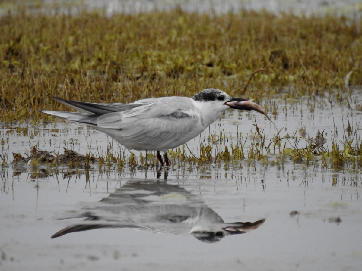 Whiskered Tern - ML622535929