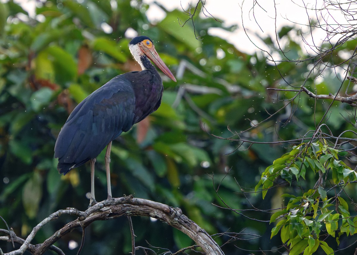 Storm's Stork - ML622535931