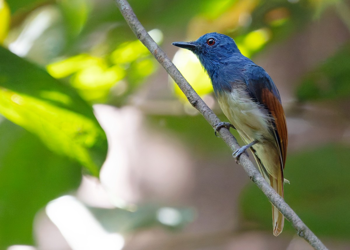 Rufous-winged Philentoma - ML622535933