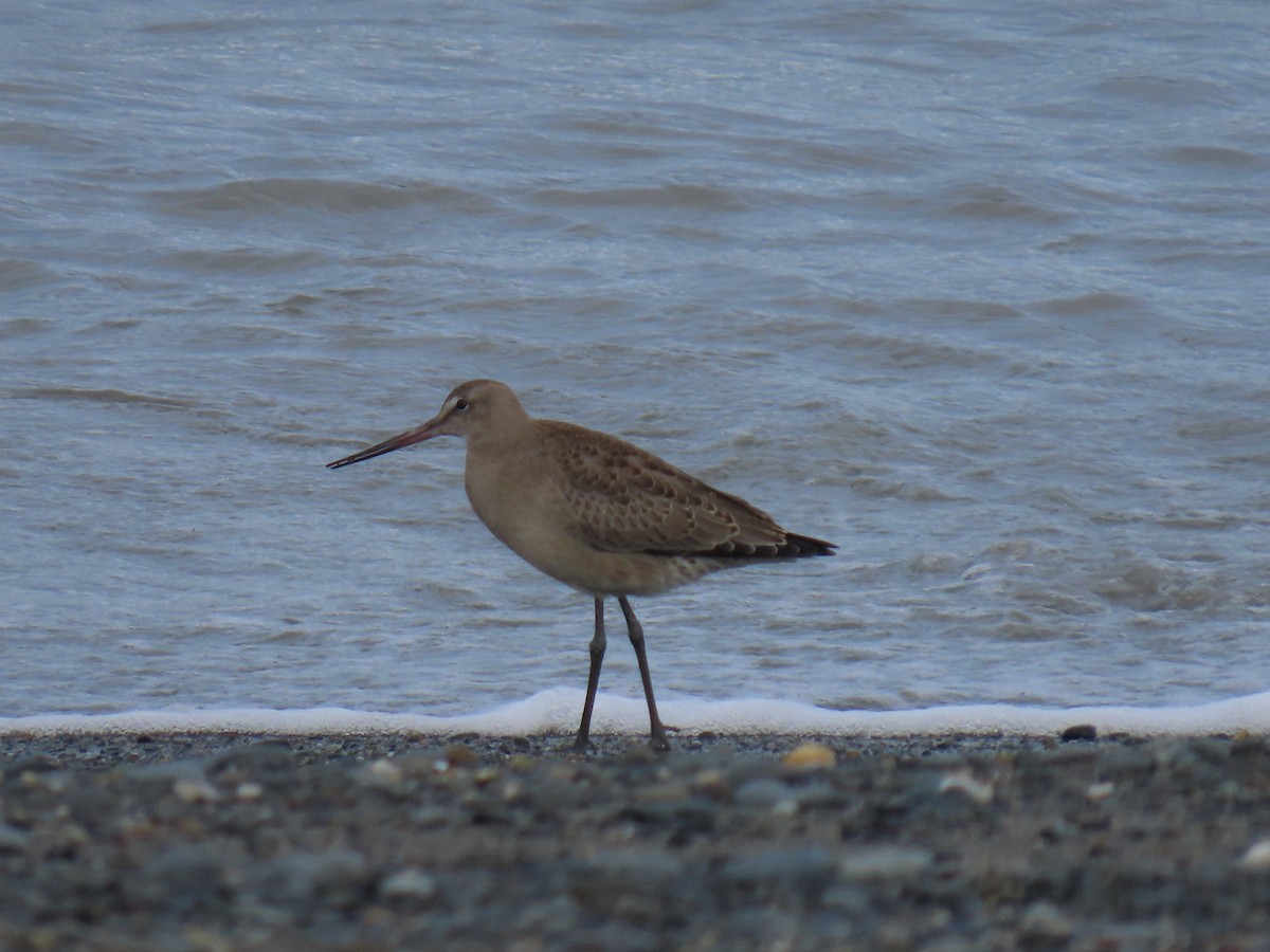 Hudsonian Godwit - ML622535962