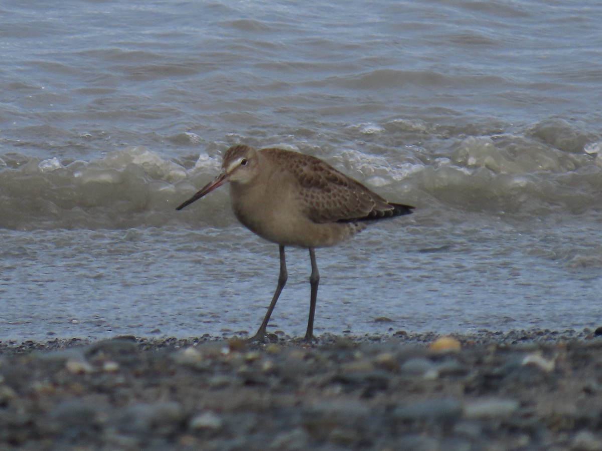 Hudsonian Godwit - ML622535963