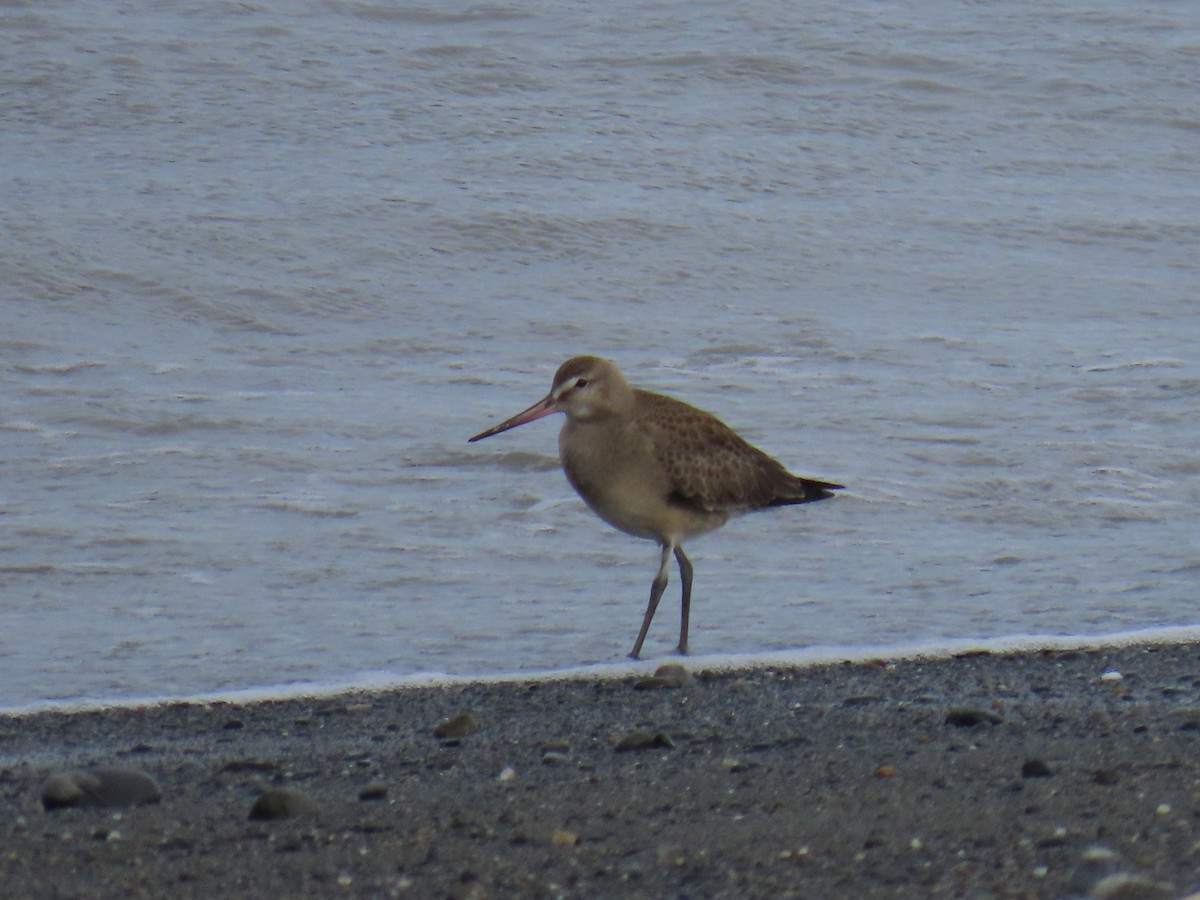 Hudsonian Godwit - Laura Burke