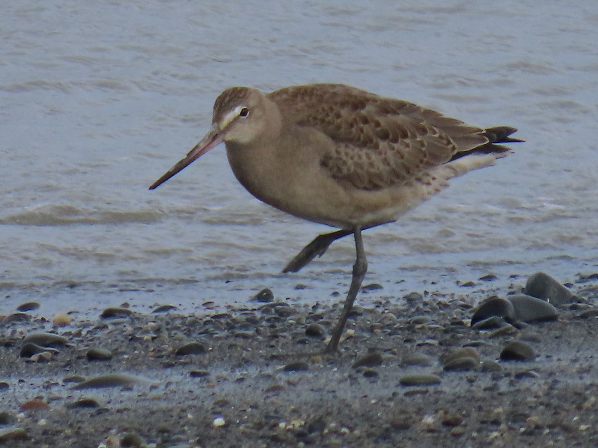 Hudsonian Godwit - ML622535965