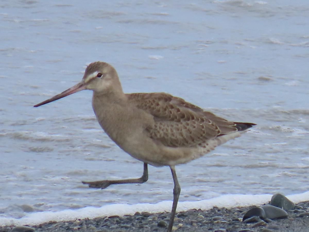 Hudsonian Godwit - ML622535967