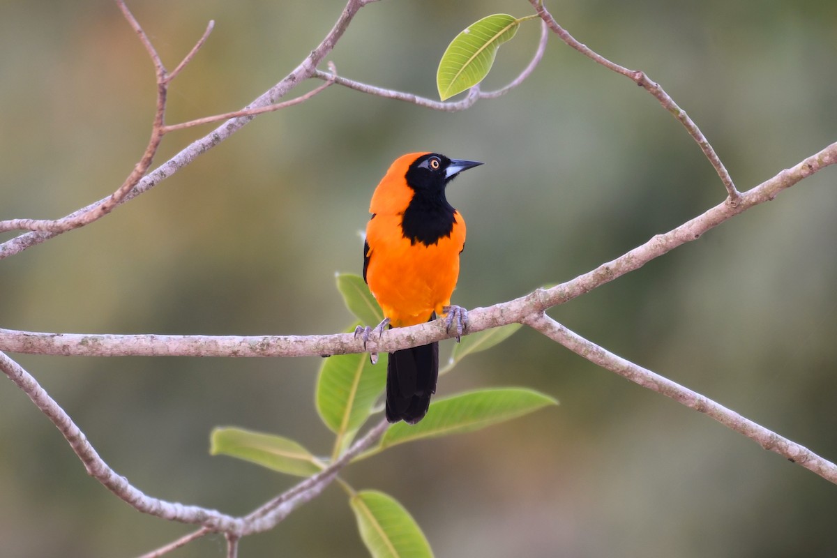 Orange-backed Troupial - ML622535968