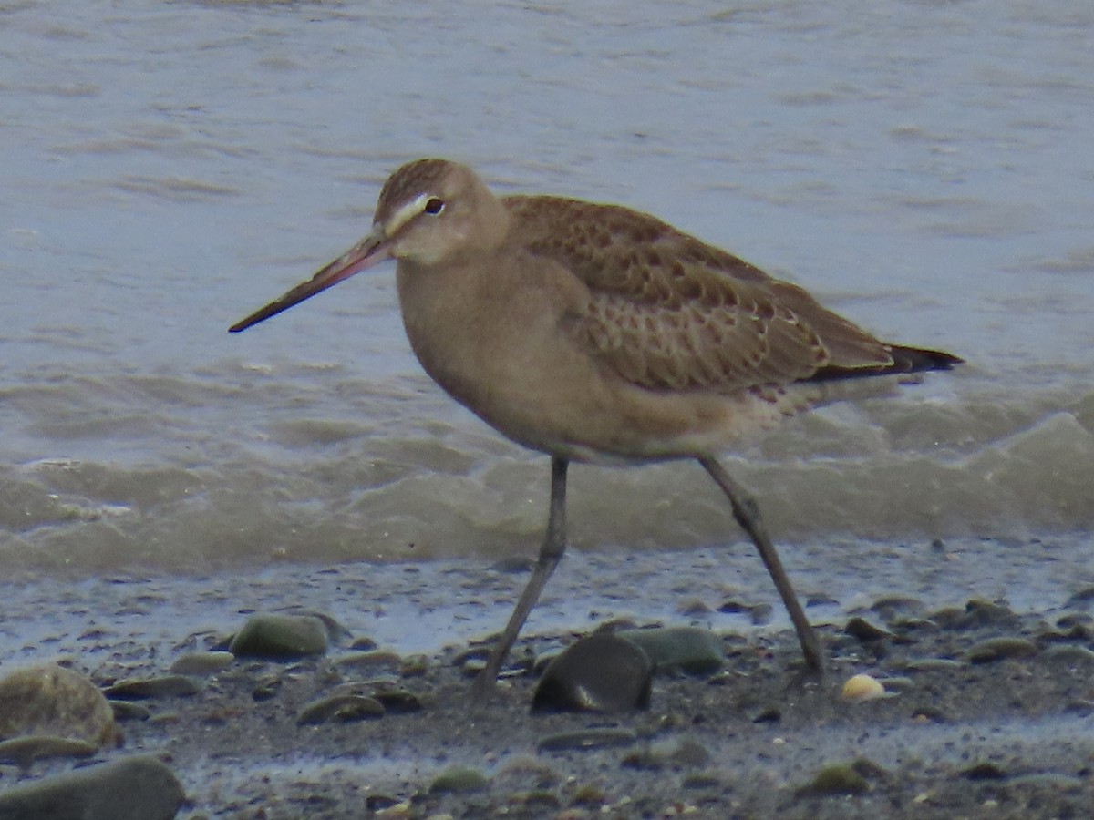 Hudsonian Godwit - ML622535972