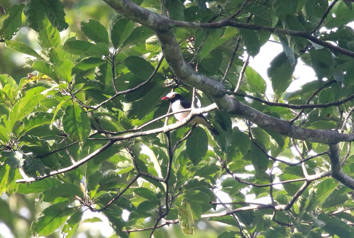 Red-billed Helmetshrike - ML622536001