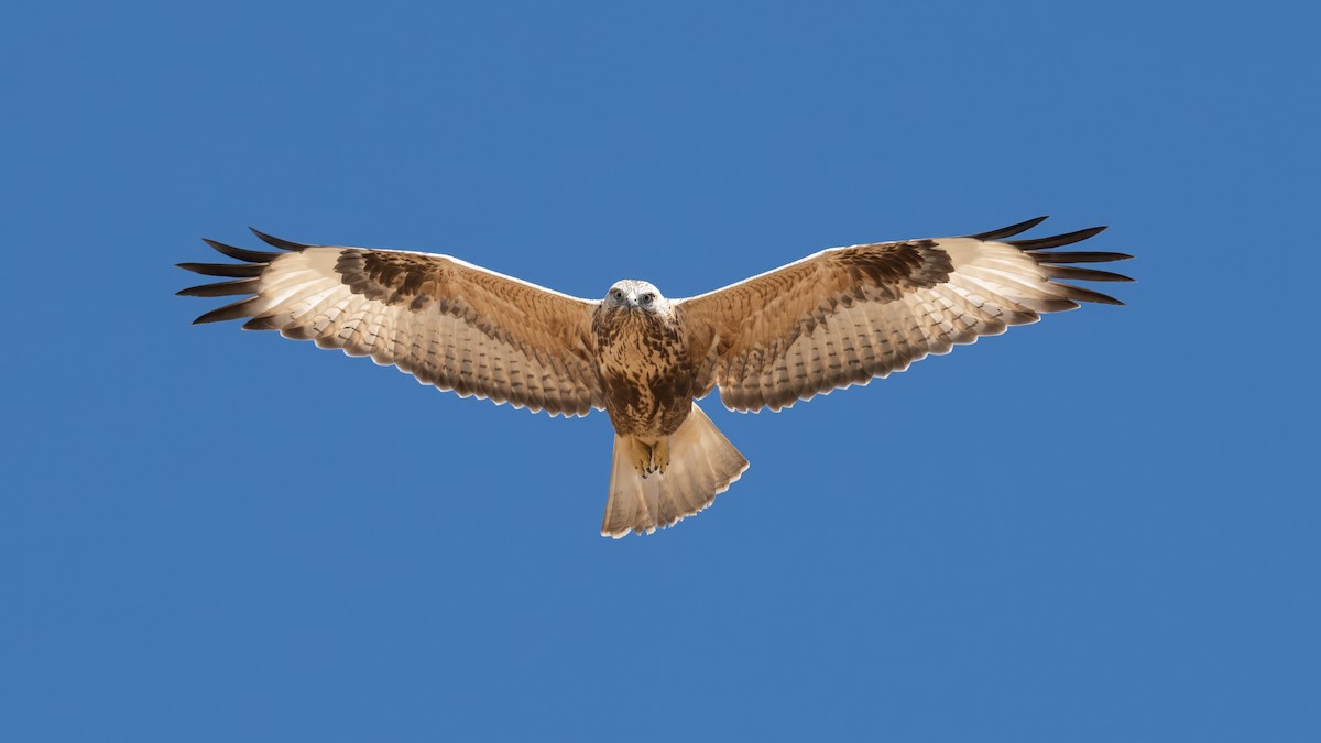 Long-legged Buzzard - Ogün Aydin
