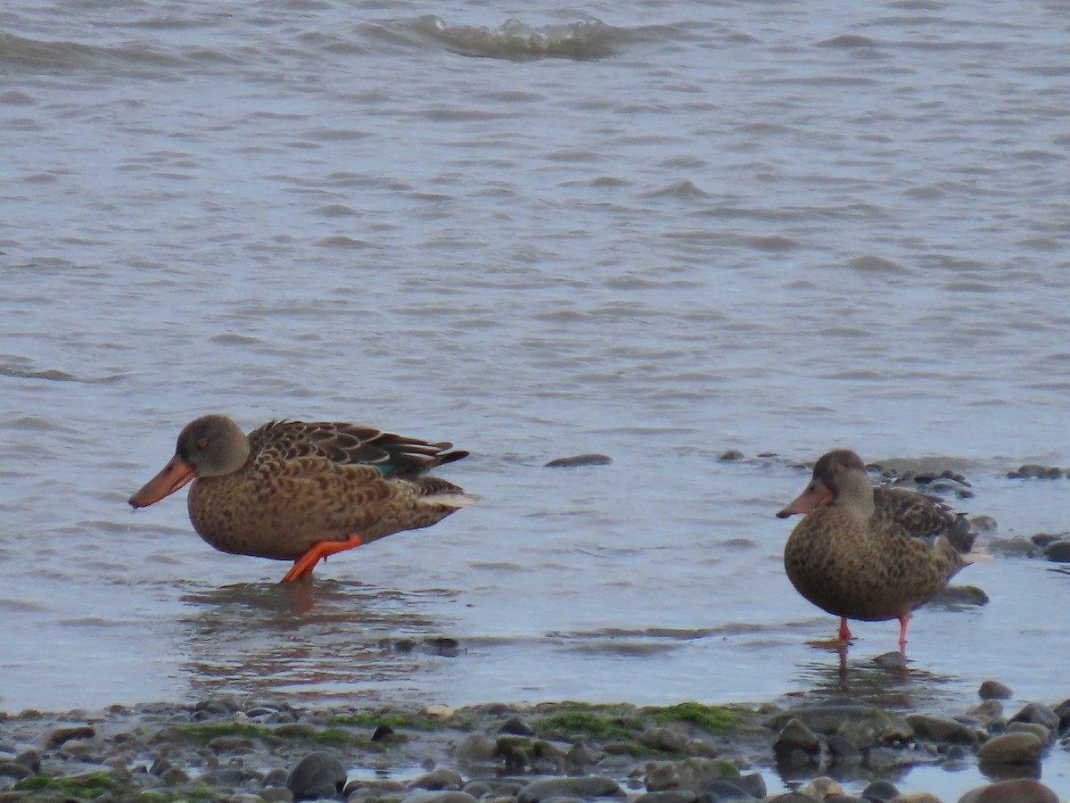 Northern Shoveler - ML622536020