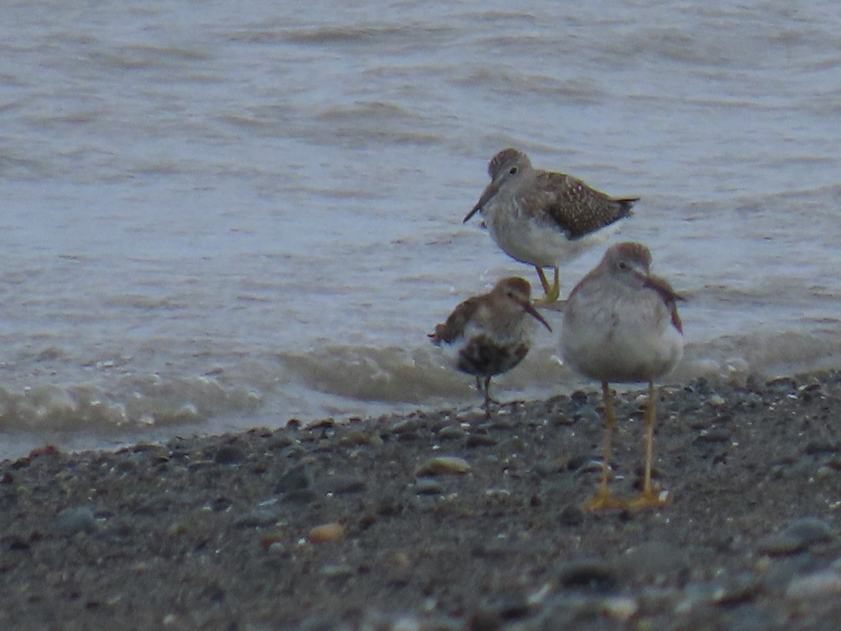 Dunlin - Laura Burke