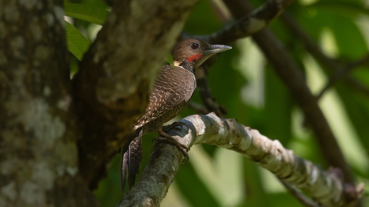 Buff-necked Woodpecker - ML622536057