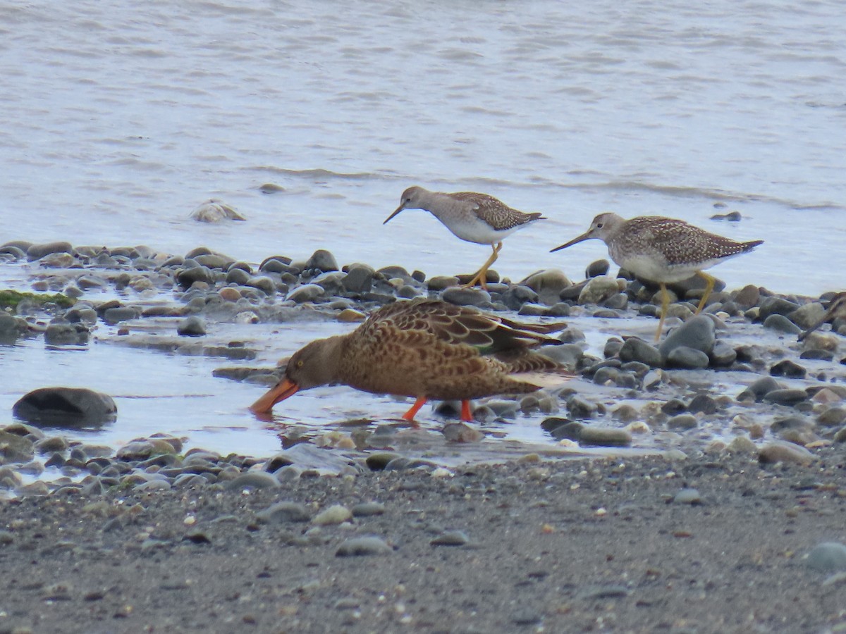 Northern Shoveler - ML622536059