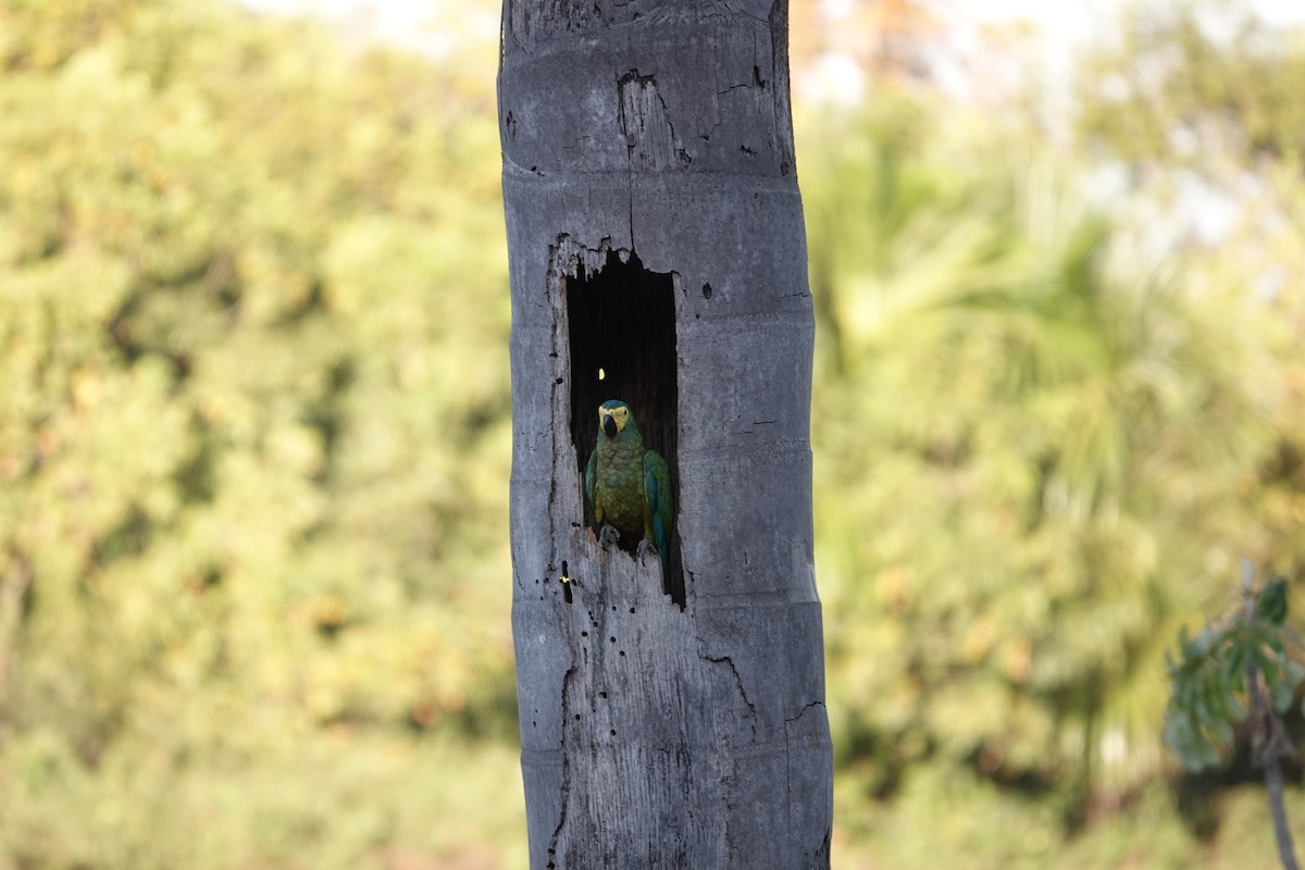 Red-bellied Macaw - ML622536072