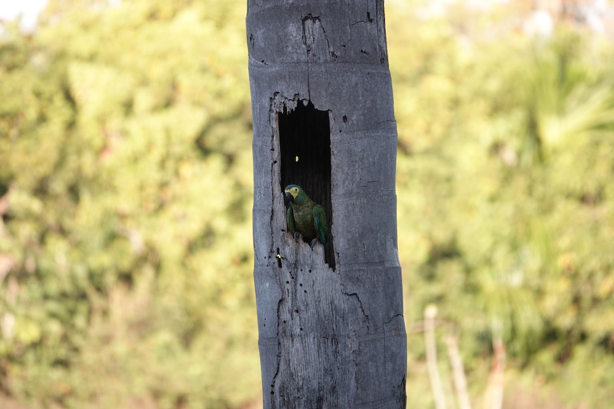 Red-bellied Macaw - ML622536073