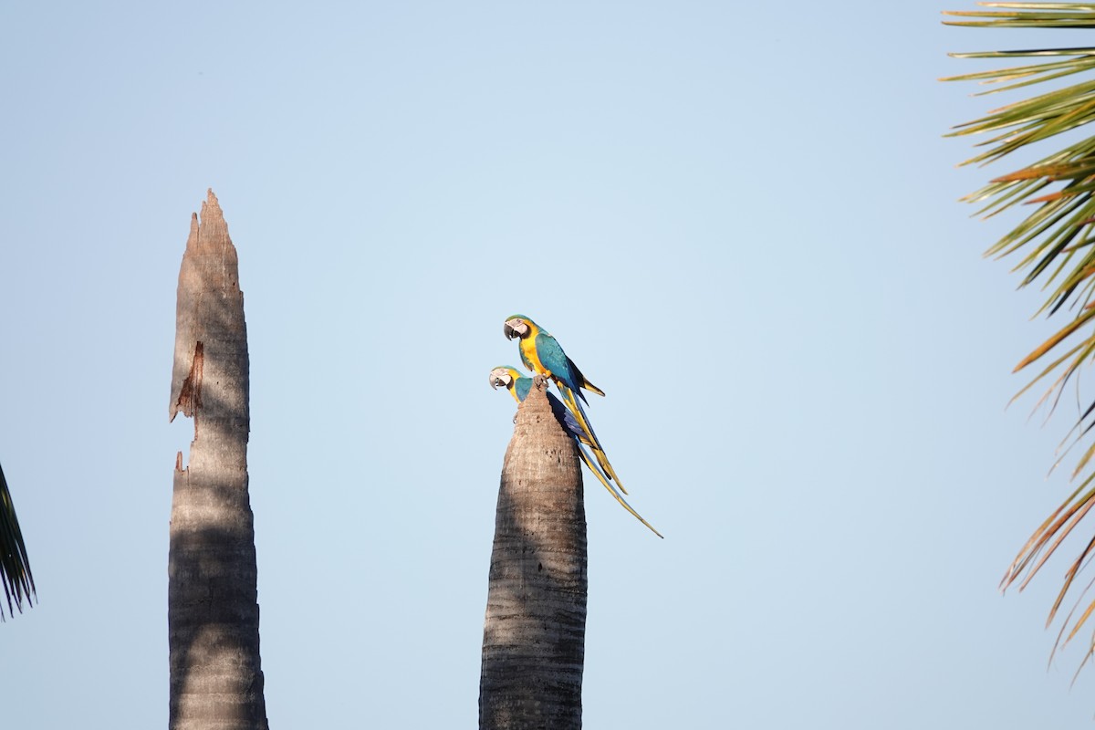 Blue-and-yellow Macaw - ML622536078