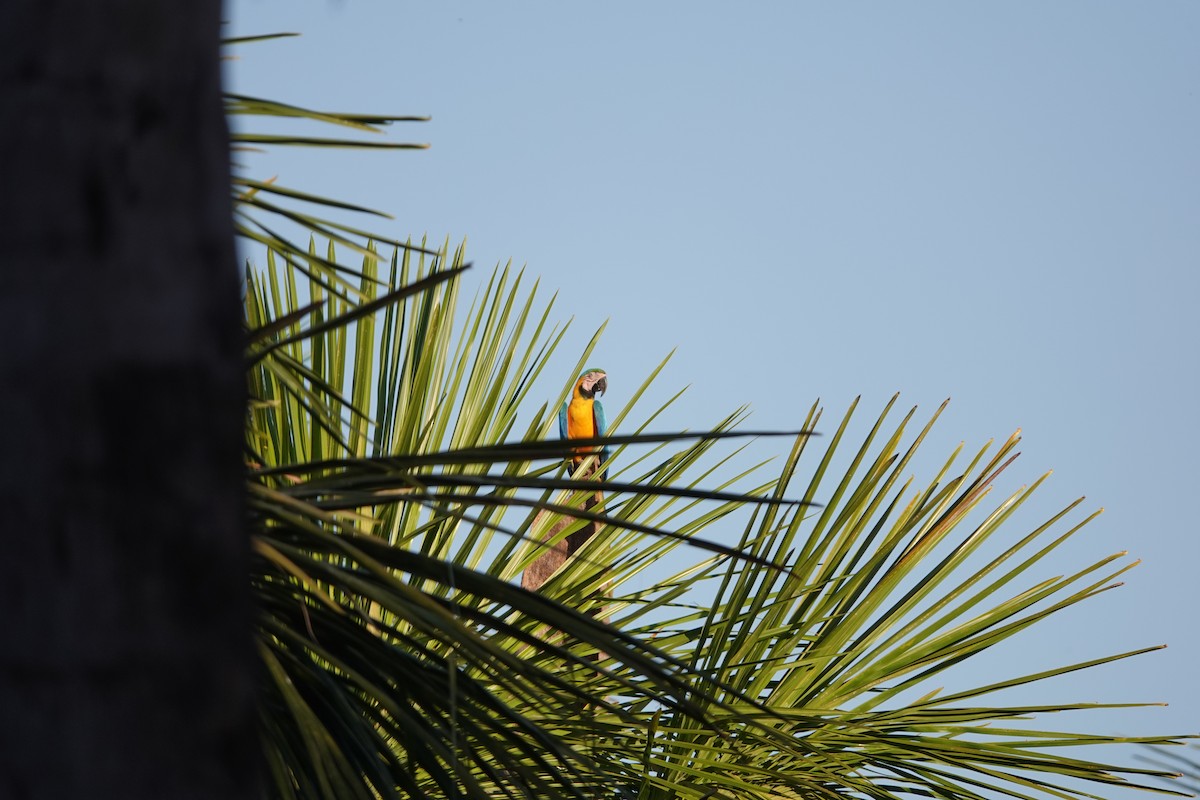 Blue-and-yellow Macaw - ML622536079