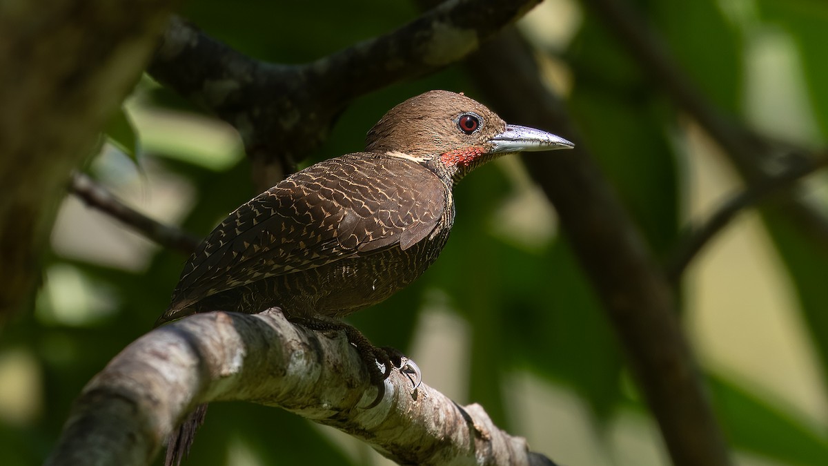 Buff-necked Woodpecker - ML622536087