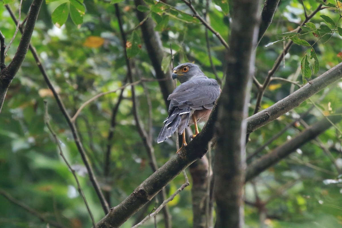 African Goshawk - ML622536183