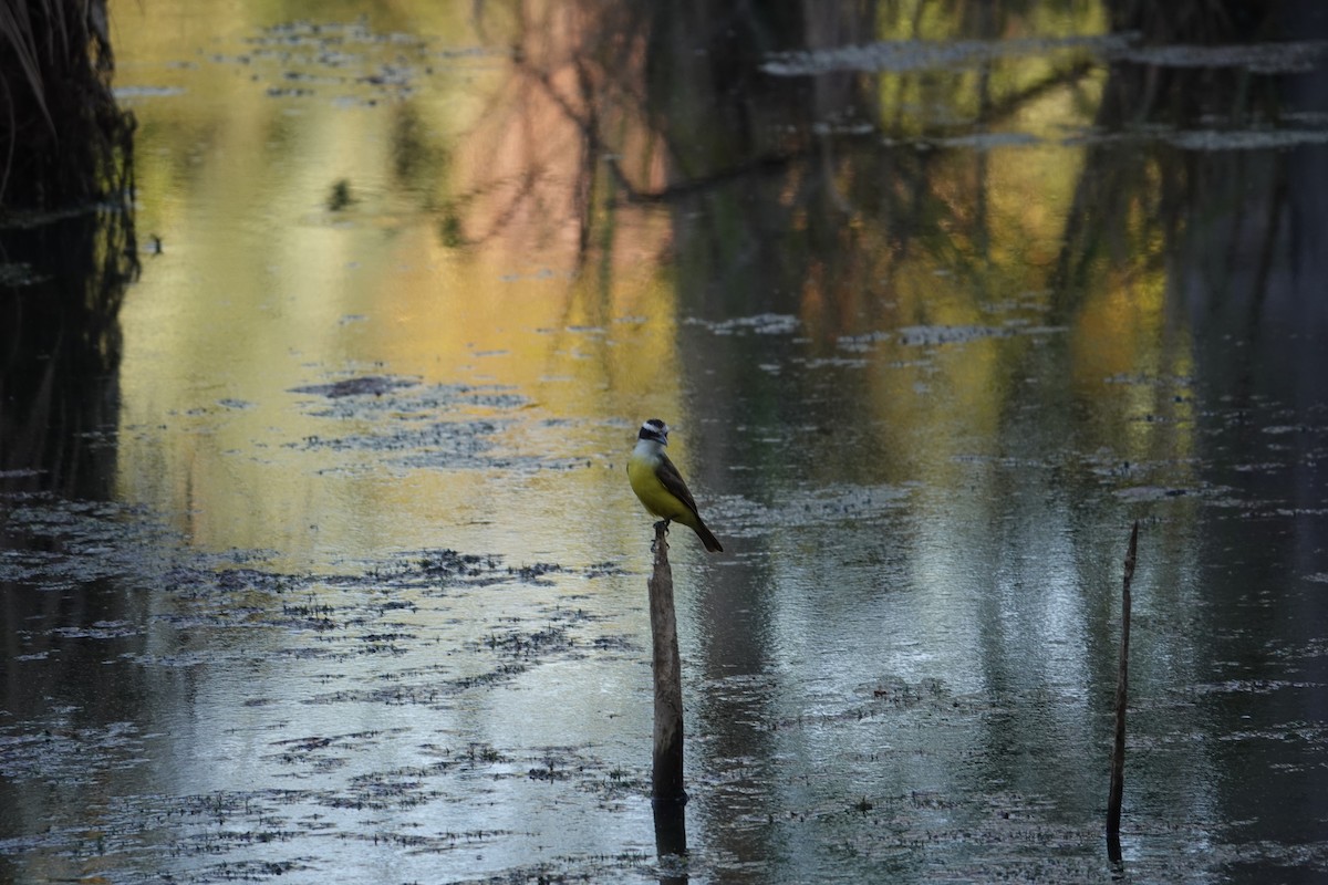 Great Kiskadee - ML622536197