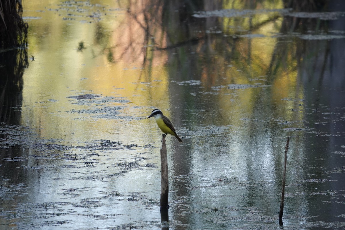 Great Kiskadee - ML622536198