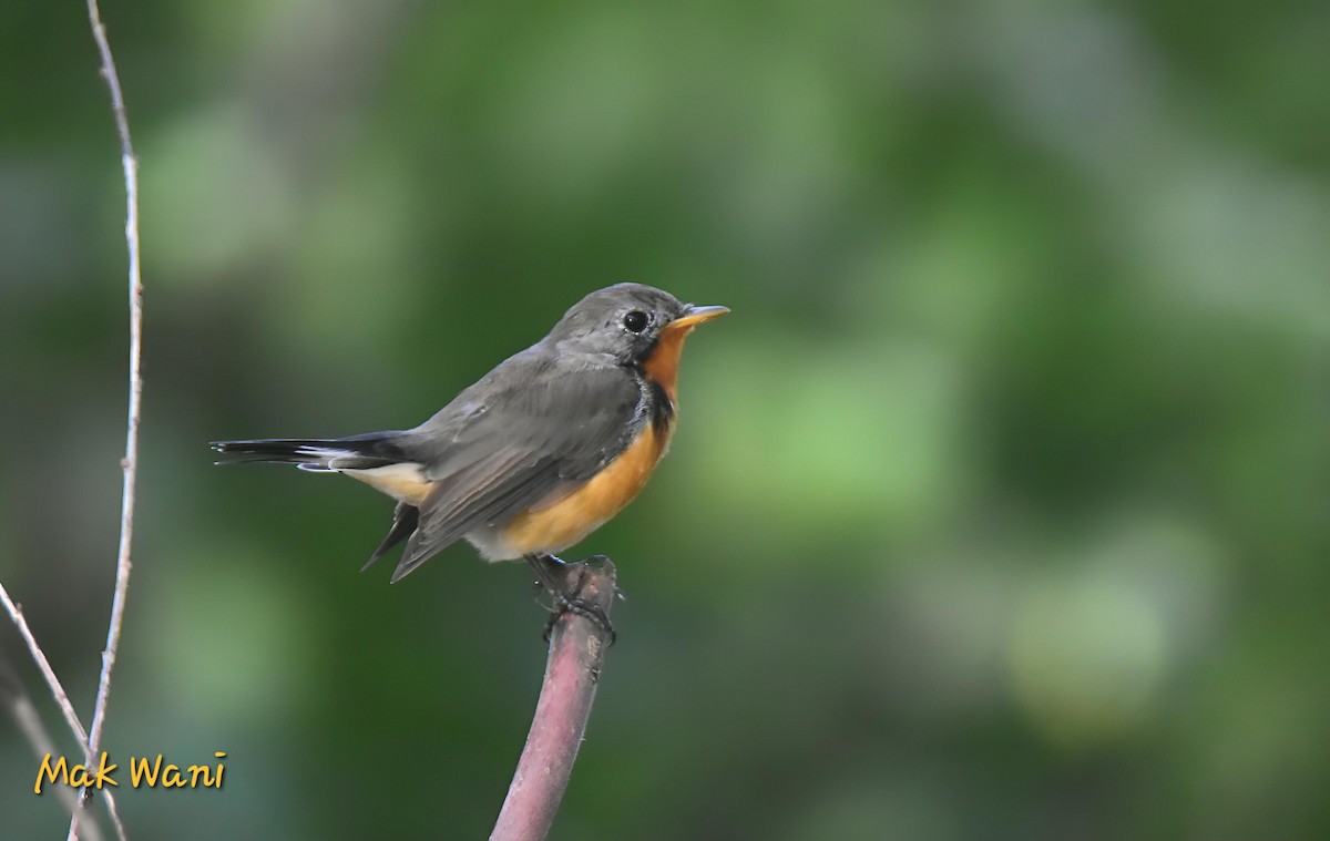 Kashmir Flycatcher - Maqsood Ahmad wani