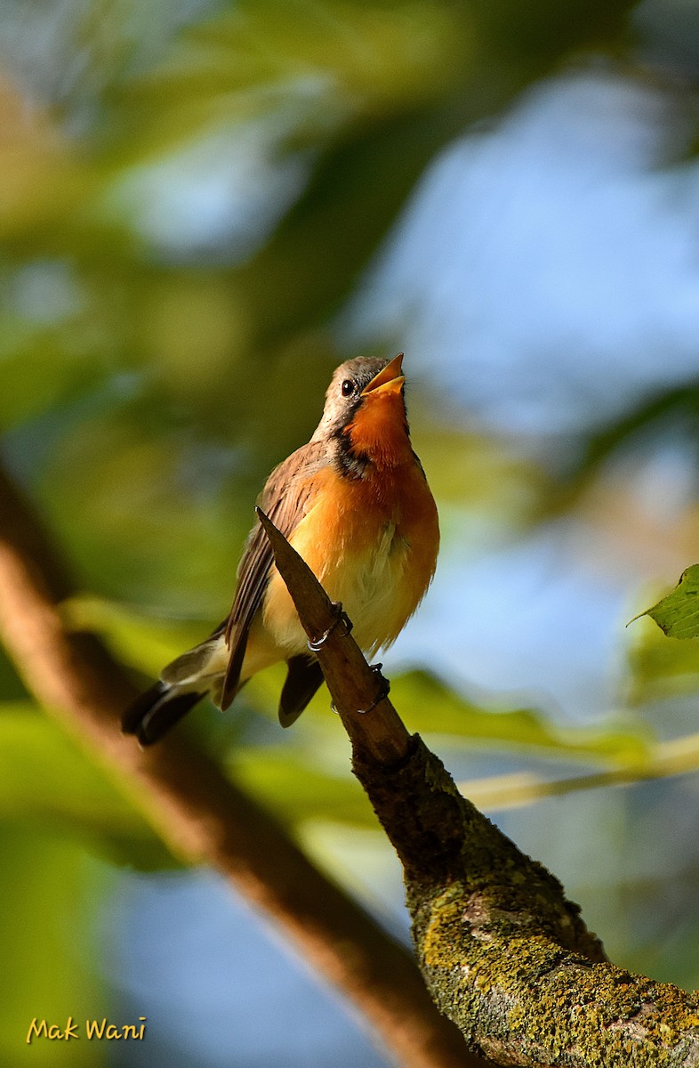 Kashmir Flycatcher - ML622536346