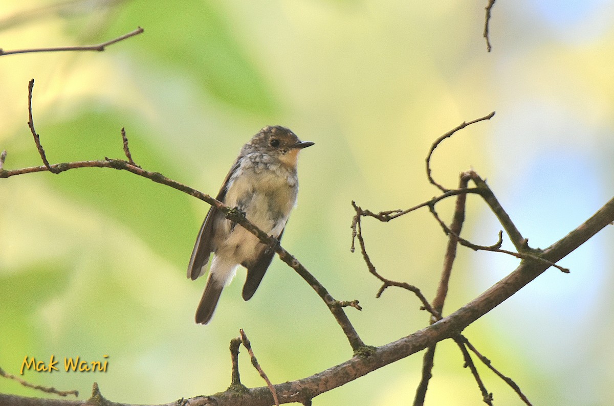 Kashmir Flycatcher - ML622536347