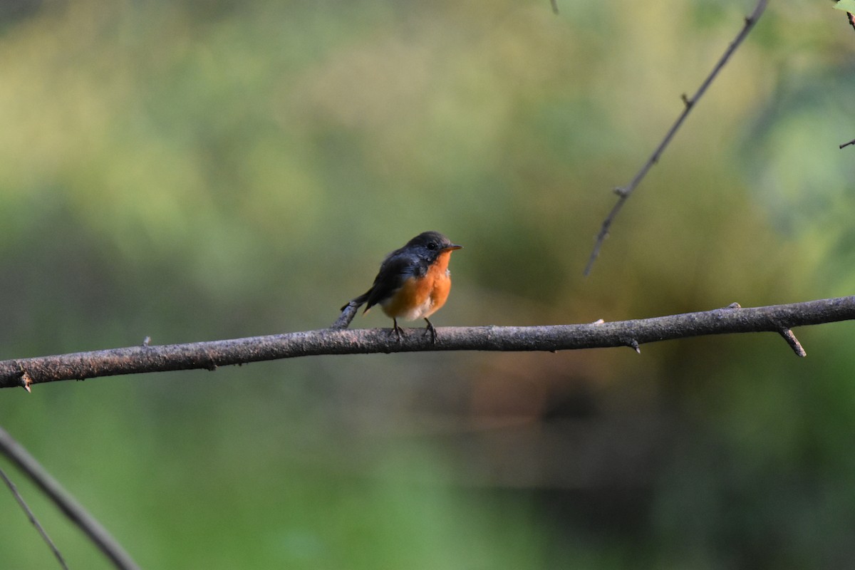 Kashmir Flycatcher - ML622536348