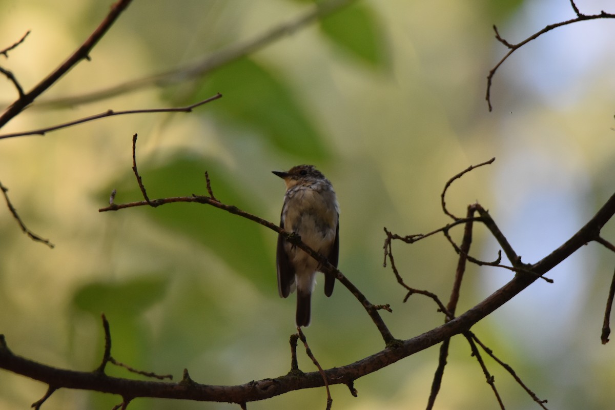 Kashmir Flycatcher - ML622536350