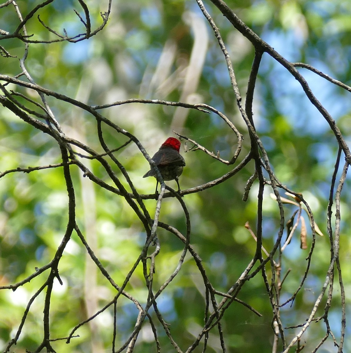 Red-headed Myzomela - ML622536369