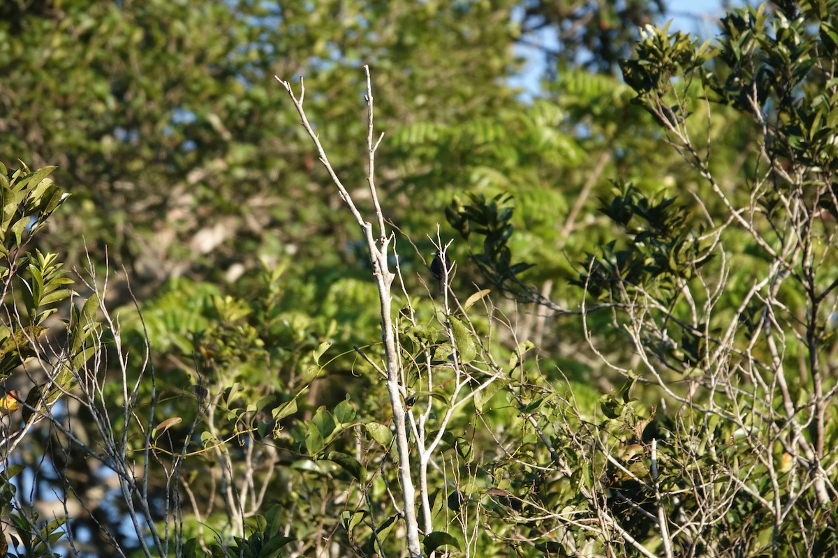 Cone-billed Tanager - ML622536375