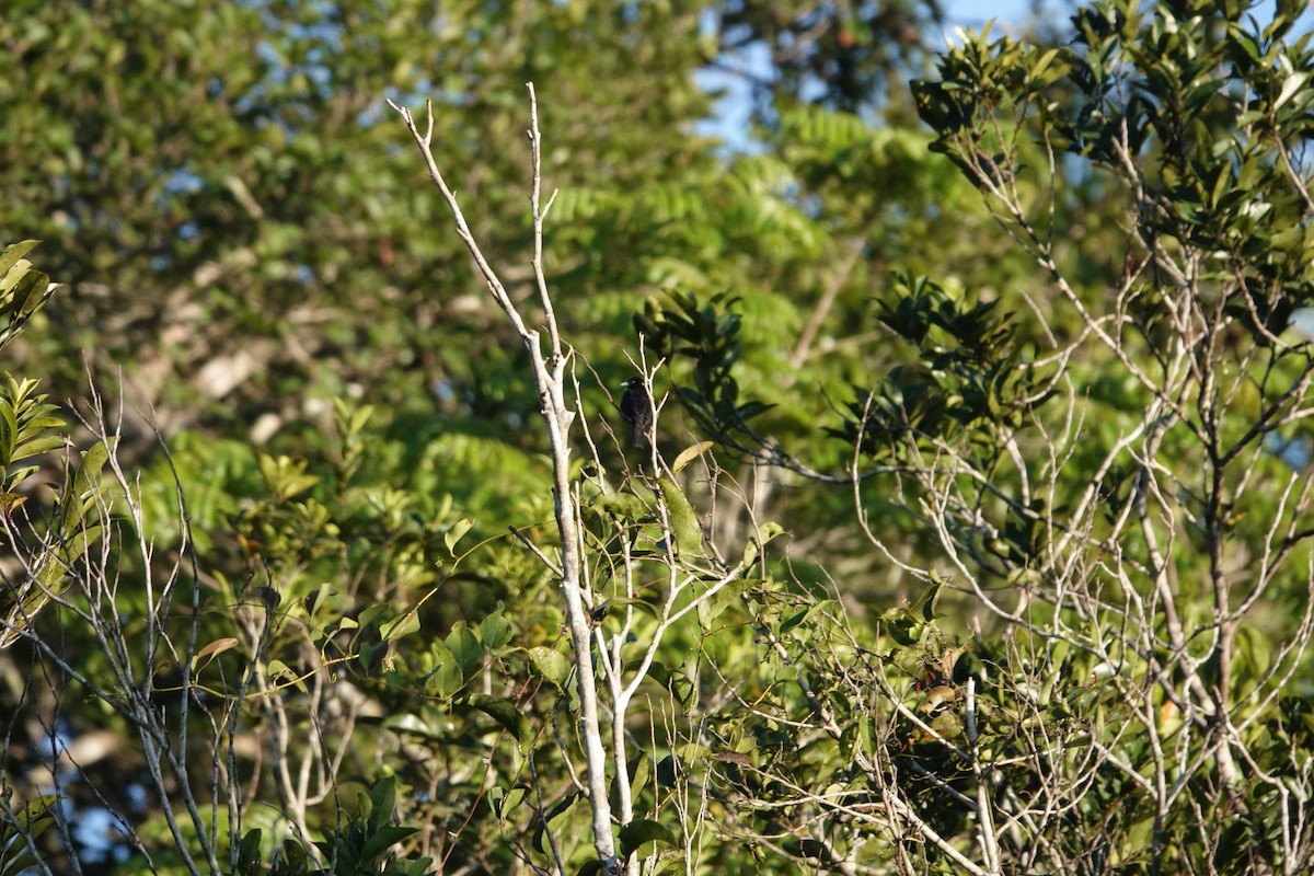 Cone-billed Tanager - ML622536376