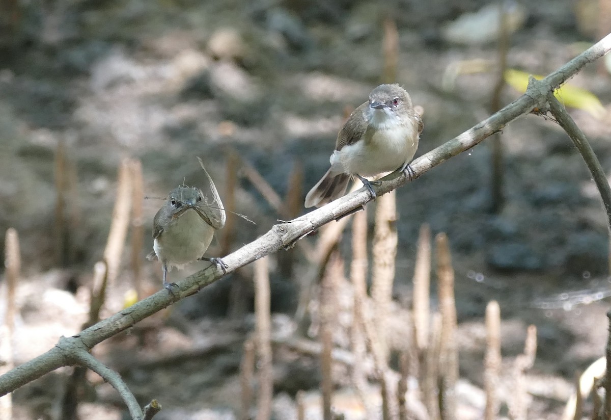 Large-billed Gerygone - ML622536377