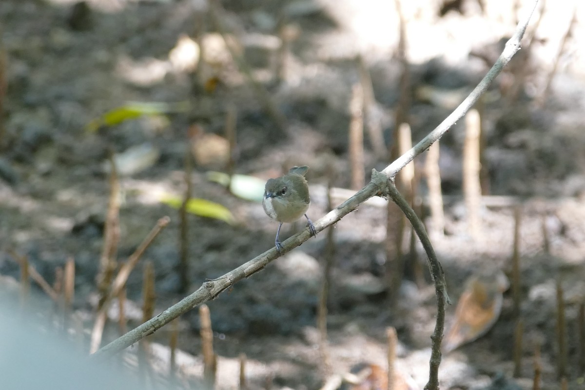 Large-billed Gerygone - ML622536378