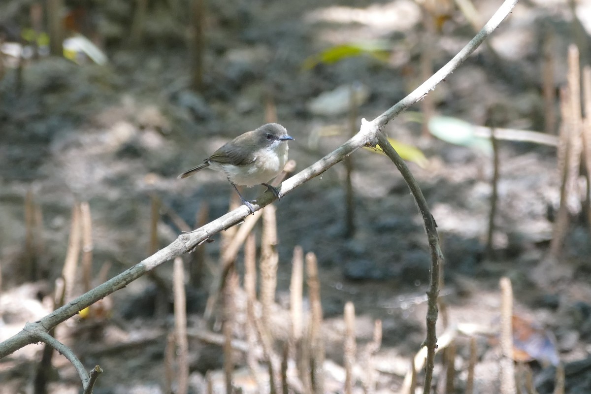 Large-billed Gerygone - ML622536379