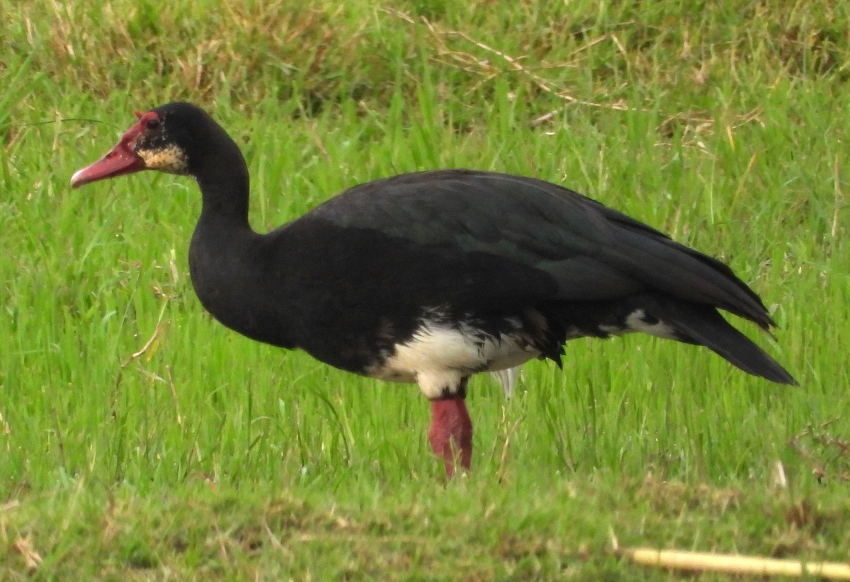 Spur-winged Goose - ML622536430