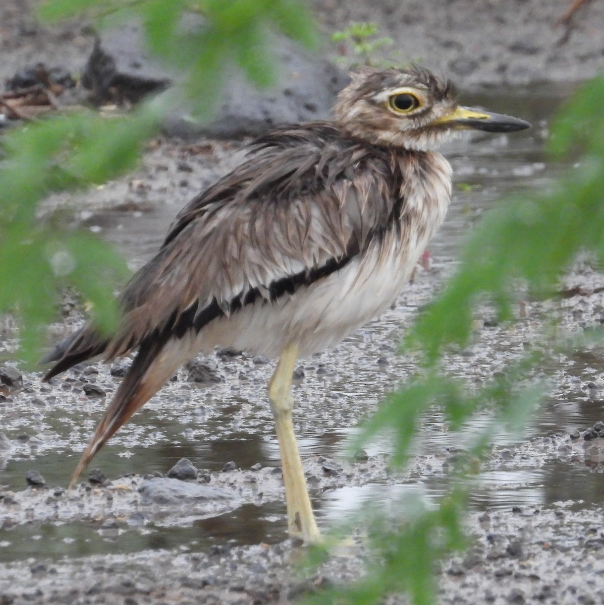 Senegal Thick-knee - ML622536440