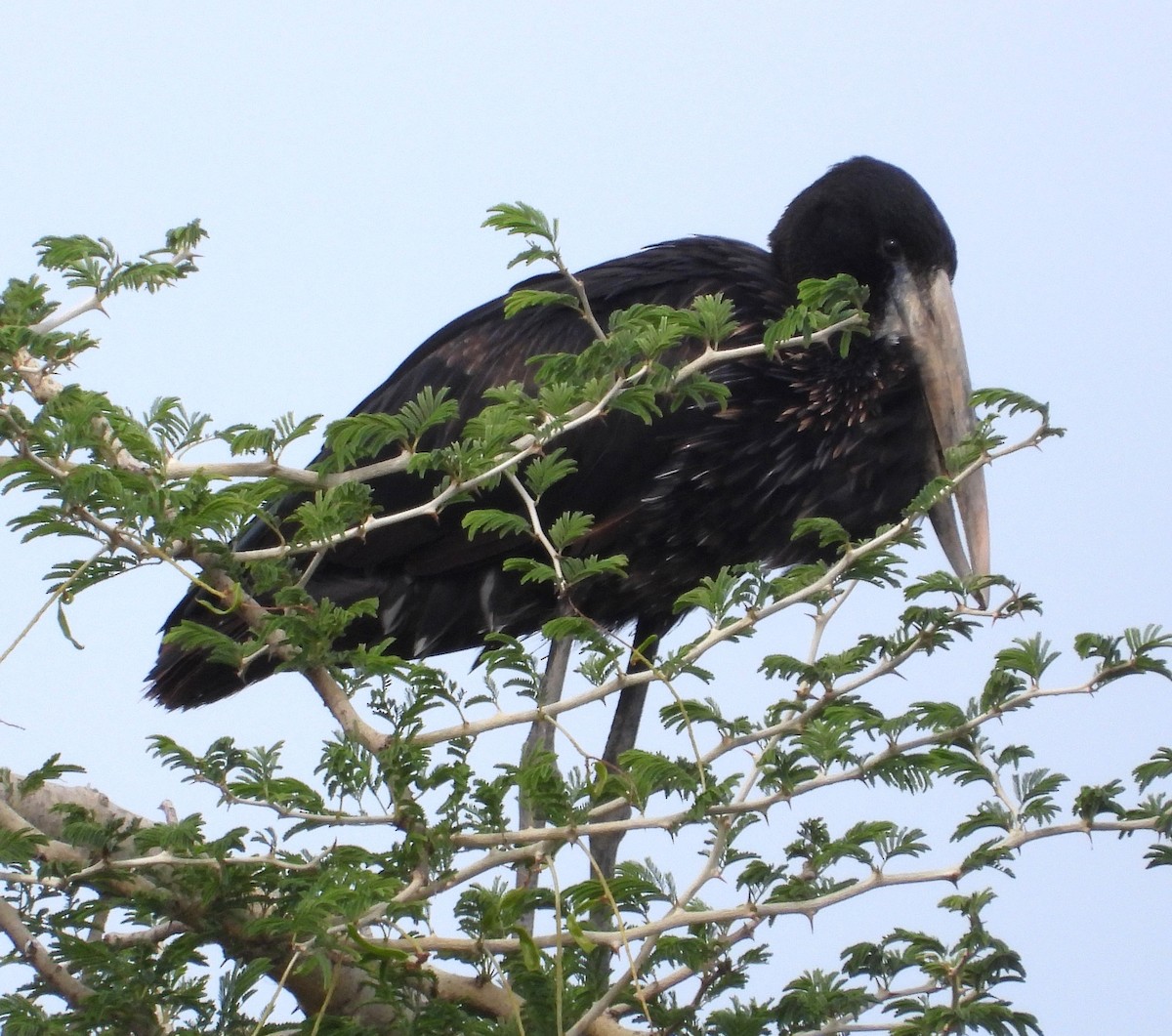 African Openbill - ML622536449