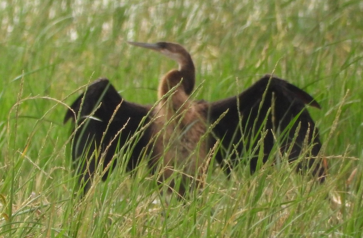 African Darter - ML622536457