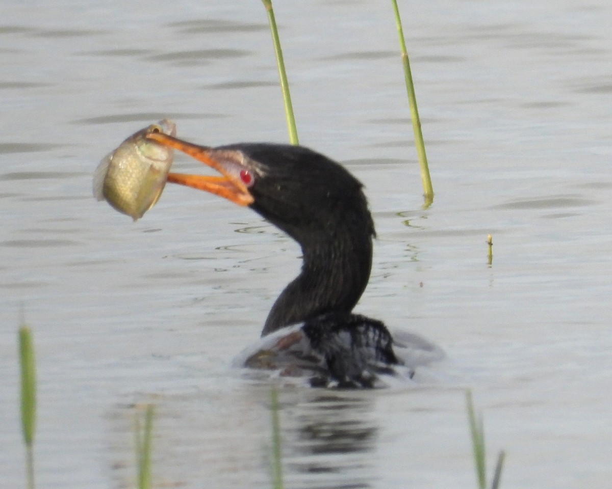 Long-tailed Cormorant - ML622536463