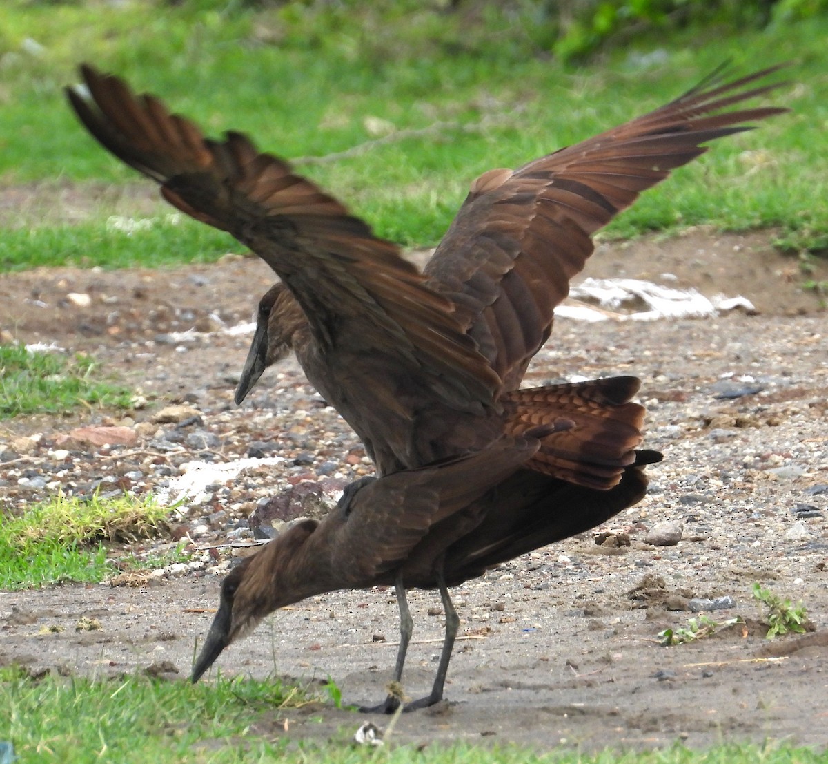 Hamerkop - ML622536472