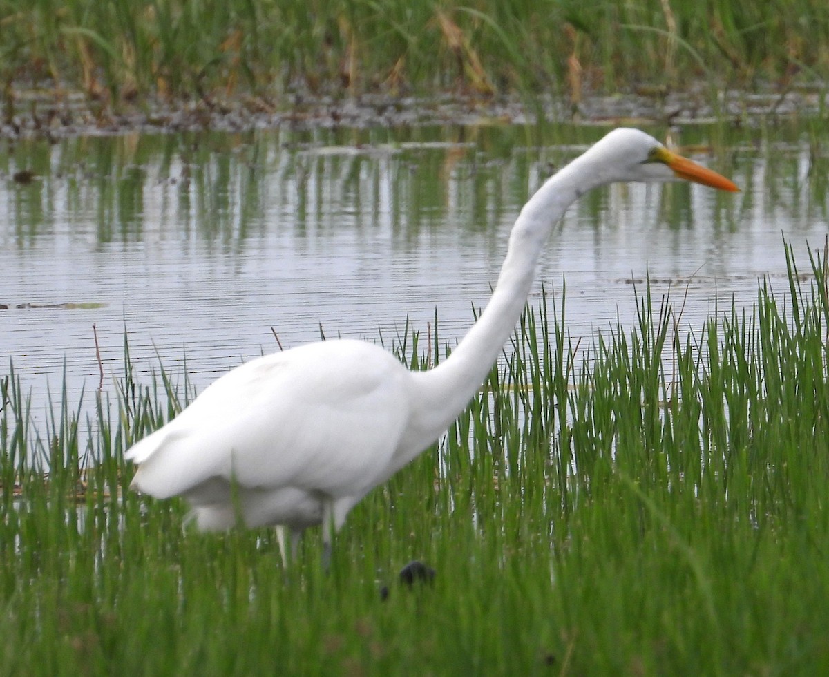 Yellow-billed Egret - ML622536478